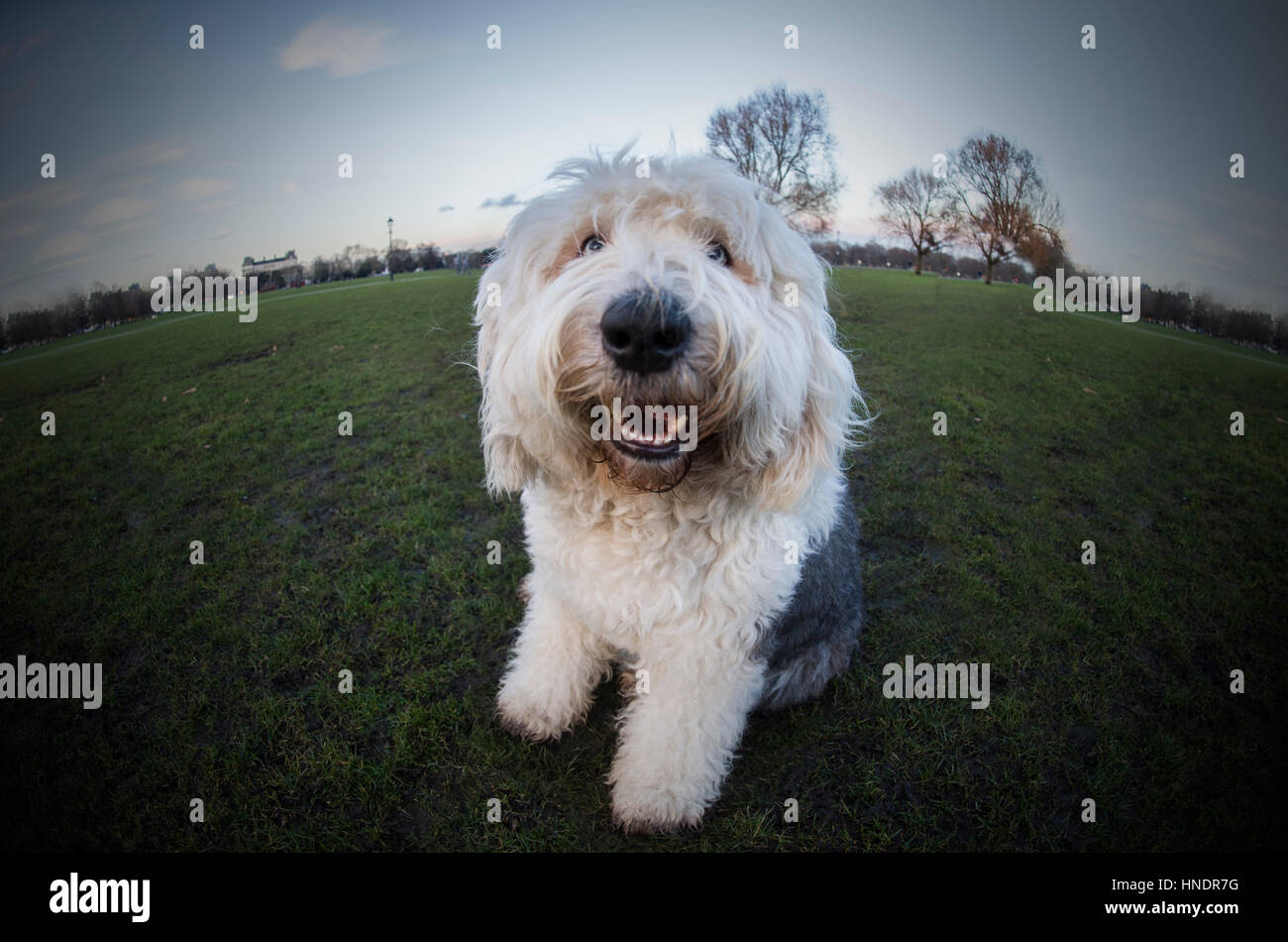 Old english sheepdog uk hi-res stock photography and images - Alamy