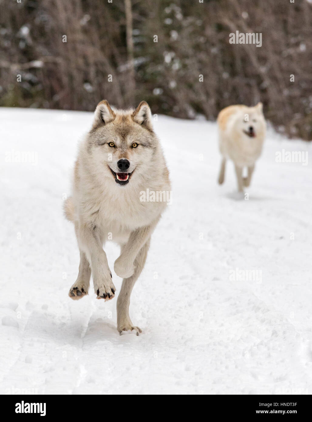 British columbia animals hi-res stock photography and images - Alamy