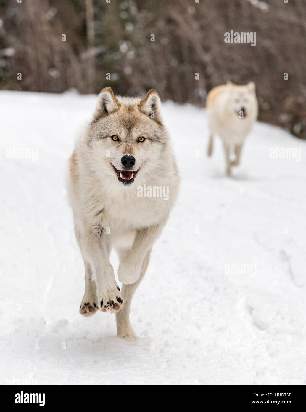 Two Gray Wolves; Canus Lupus; British Columbia; Canada Stock Photo