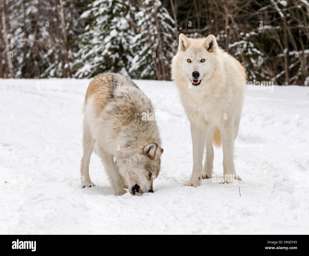 Canadian timber wolves hi-res stock photography and images - Alamy