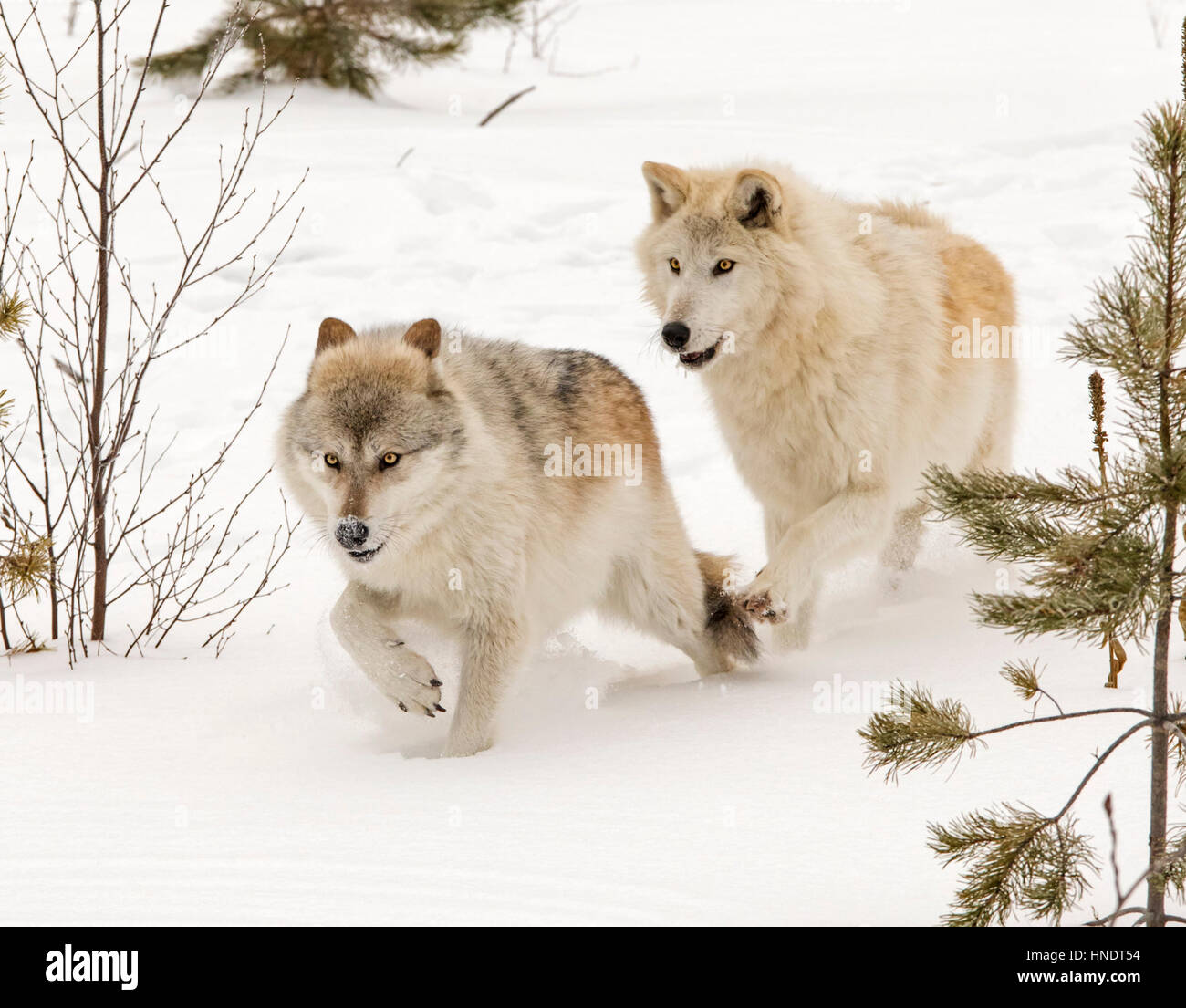 Two Gray Wolves; Canus Lupus; British Columbia; Canada Stock Photo