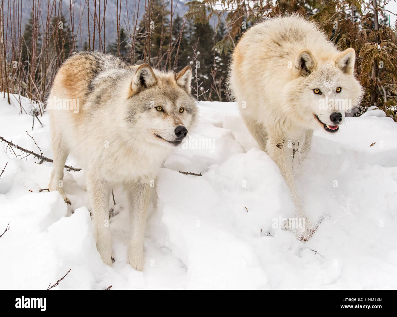 Two Gray Wolves; Canus Lupus; British Columbia; Canada Stock Photo