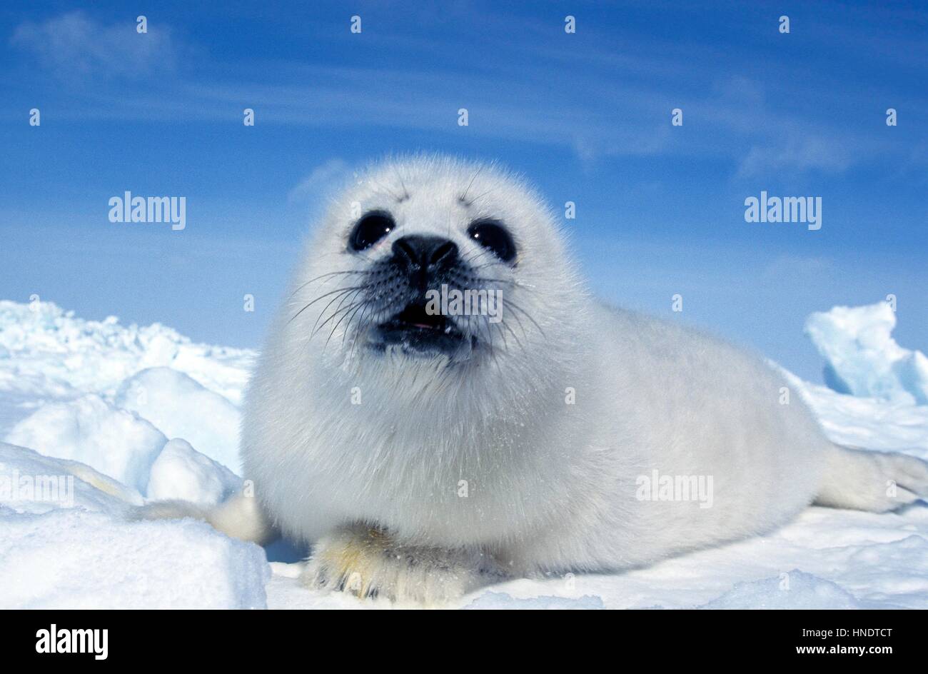 Harp Seal, pagophilus groenlandicus, Pup laying on Ice floe, Magdalena Island in Canada Stock Photo