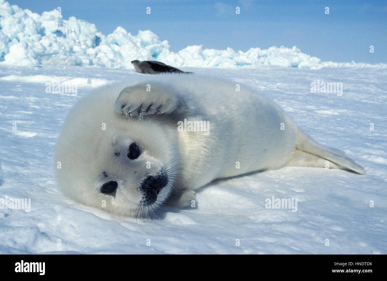 Harp Seal, pagophilus groenlandicus, Pup laying on Ice Floe, Magdalena Island in Canada Stock Photo