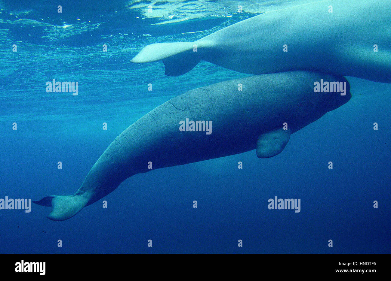 BELUGA WHALE OR WHITE WHALE delphinapterus leucas Stock Photo Alamy