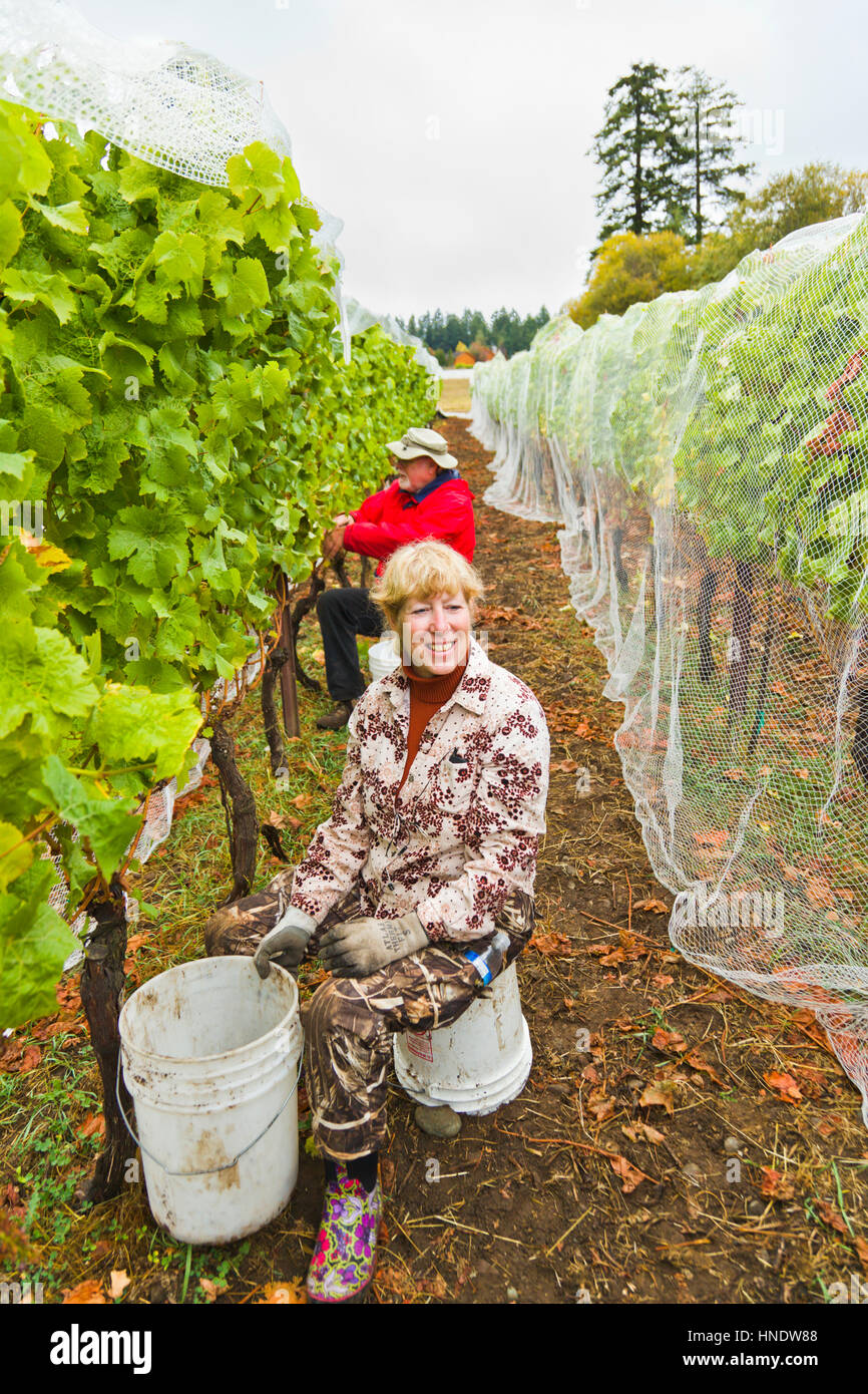 Volunteer worker picking grapes on the San Juan Vineyard, Friday Harbor, Washington State, USA Stock Photo