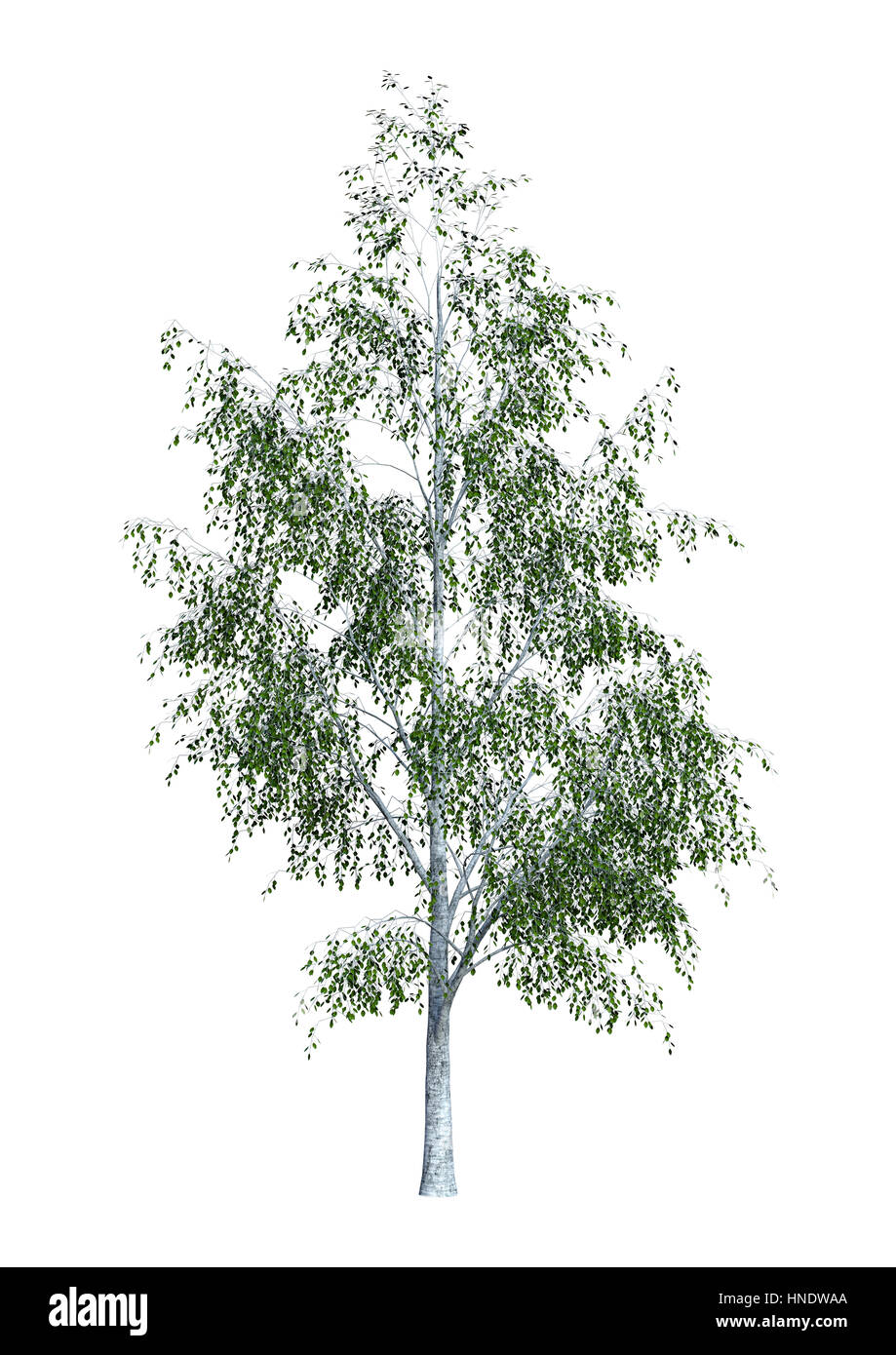 3D rendering of a birch tree isolated on white background Stock Photo ...