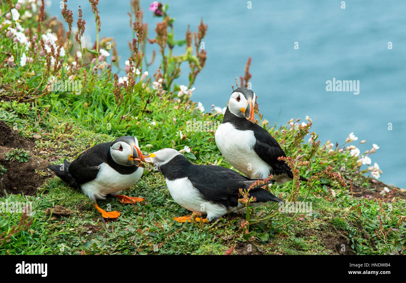 Puffin Colony on Skomer Island off the Pembrokeshire Coast. Here we have a group of thrtee puffins Stock Photo