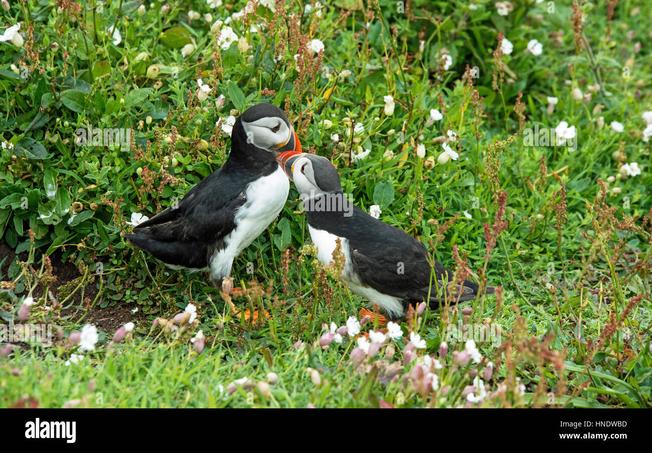 Puffin Colony on Skomer Island off the Pembrokeshire Coast. These two puffins are an item, either greeting each other or reinforcing the bond. Stock Photo