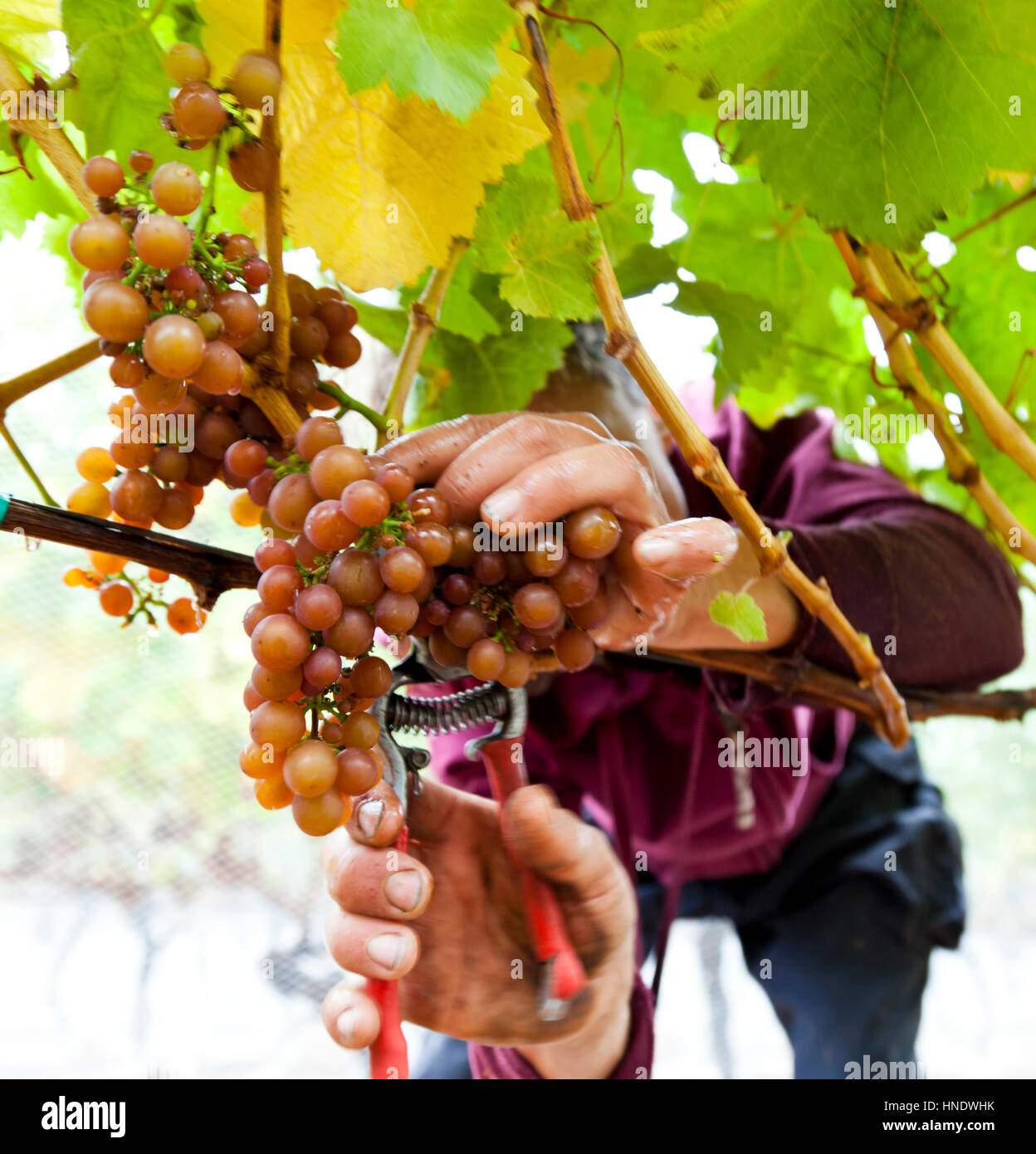 Grape picker on San Juan Vineyard, Friday Harbor, Washington State USA Stock Photo
