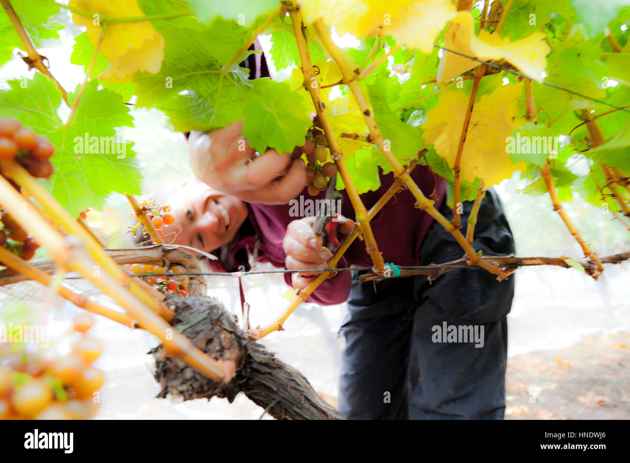 Ruth Finney  picking grapes on the San Juan Vineyard, Washington State USA Stock Photo