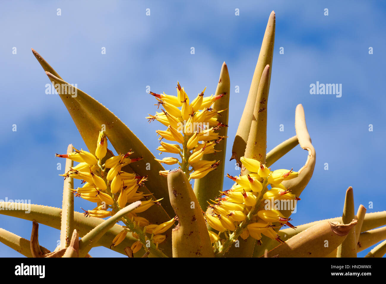 Quiver Tree Forest, Namibia Stock Photo