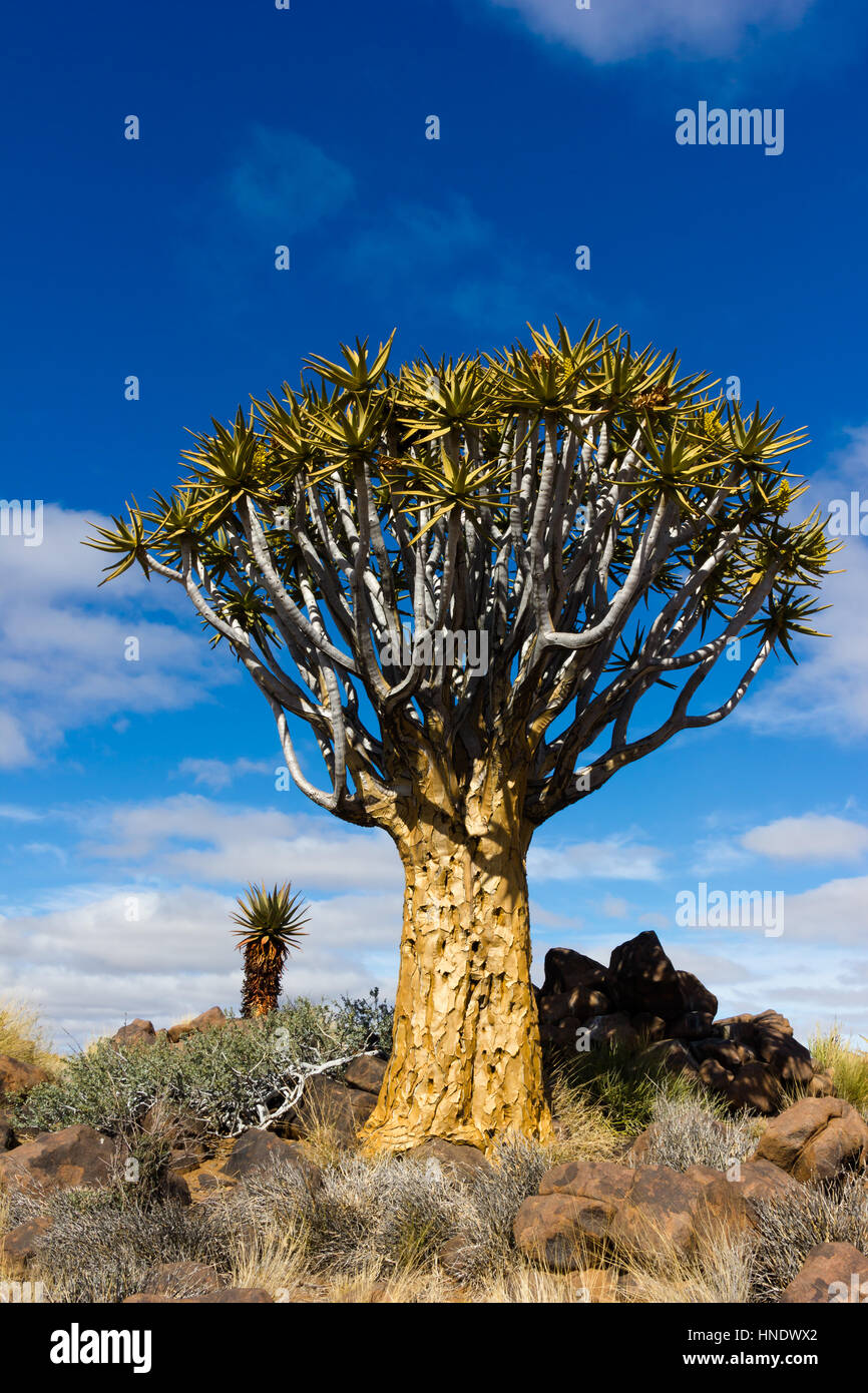 Quiver Tree Forest, Keetmanshoop, Namibia Stock Photo