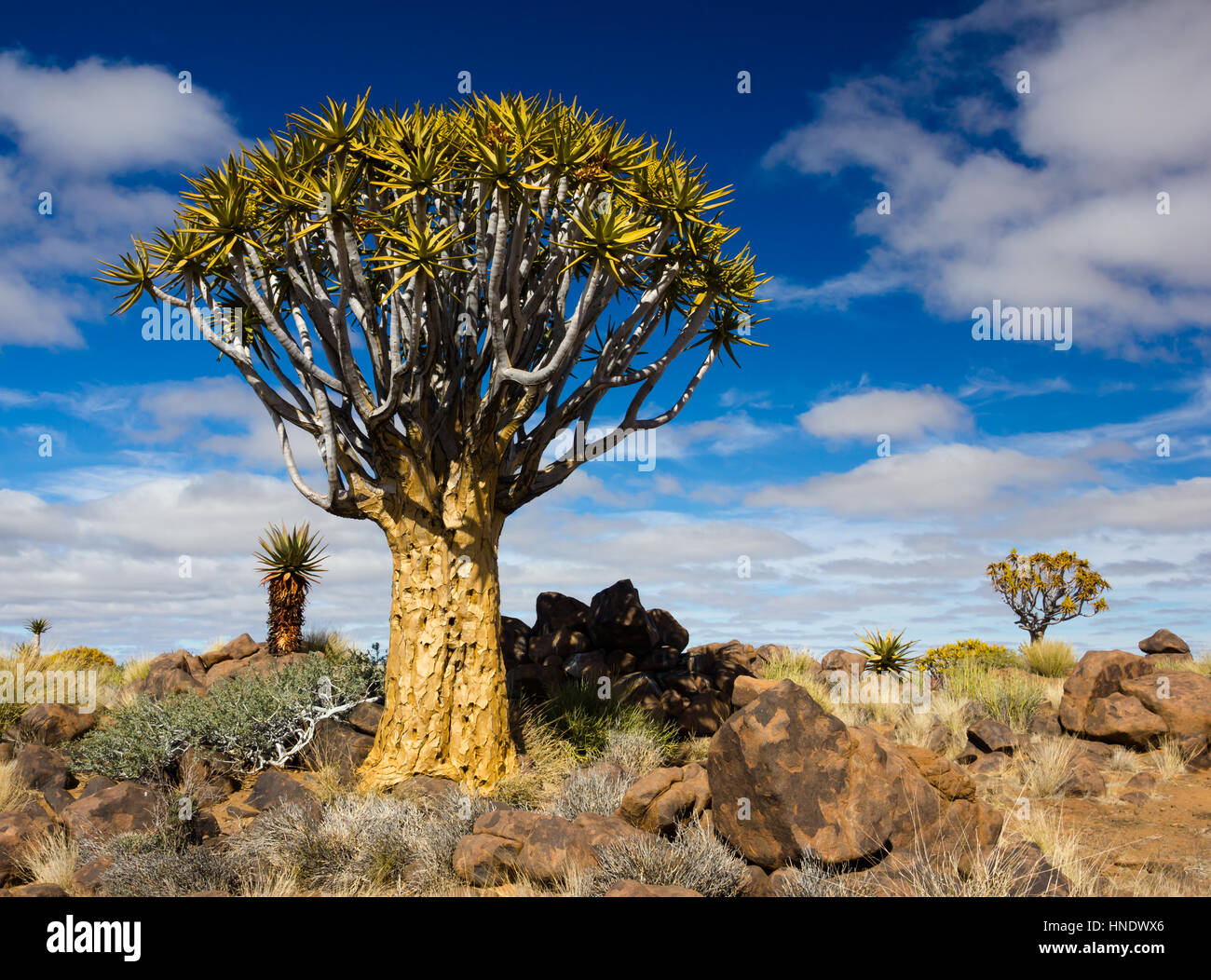 Quiver Tree Forest, Keetmanshoop, Namibia Stock Photo