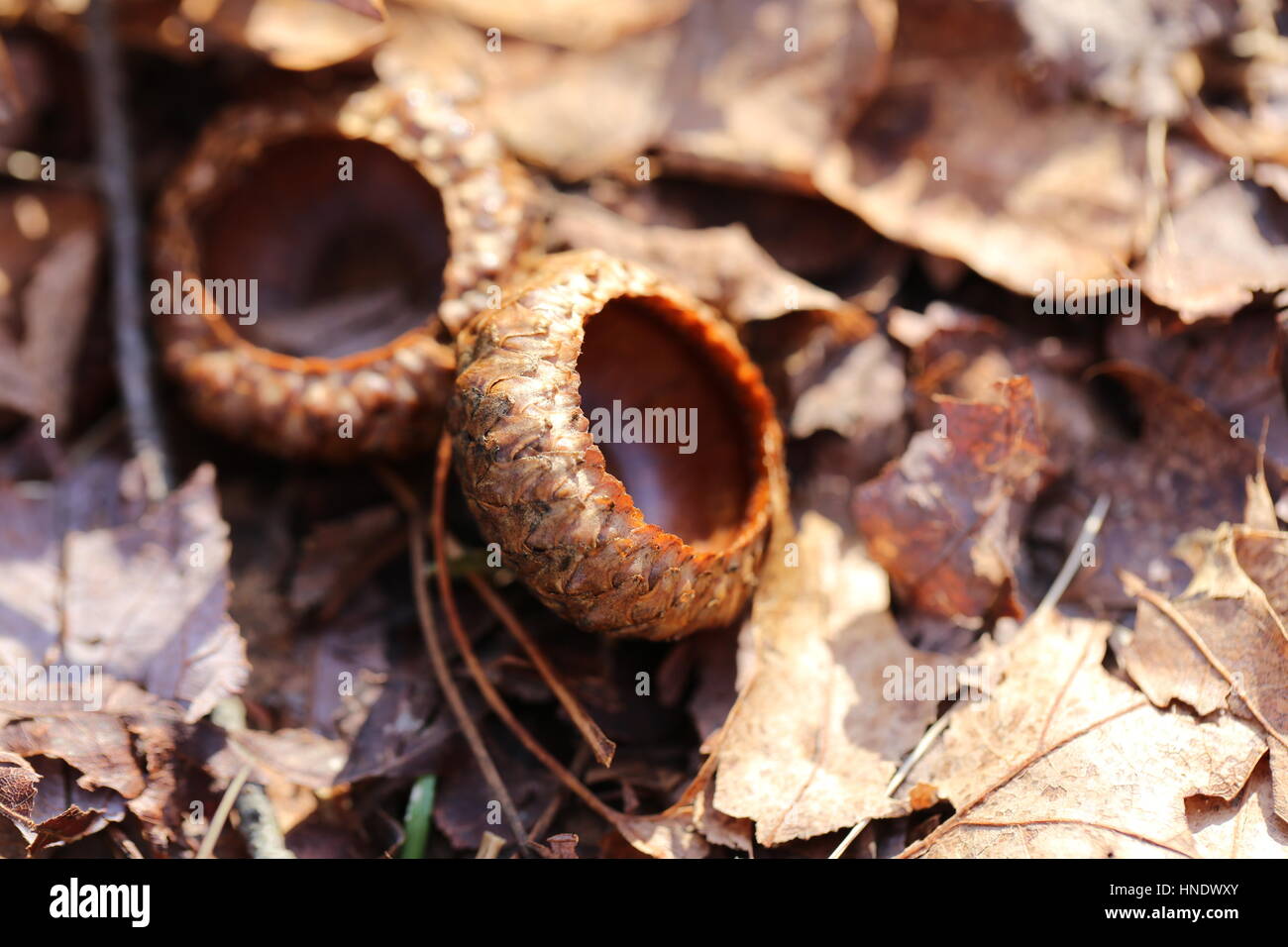 Acorn Caps on Forest Floor.Pennsylvania,USA Stock Photo