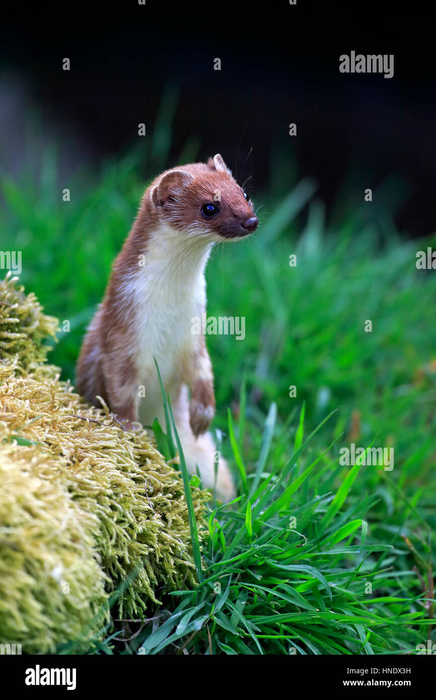 Stoat, short-tailed weasel, (Mustela erminea), adult alert standing upright, Surrey, England, Europe Stock Photo