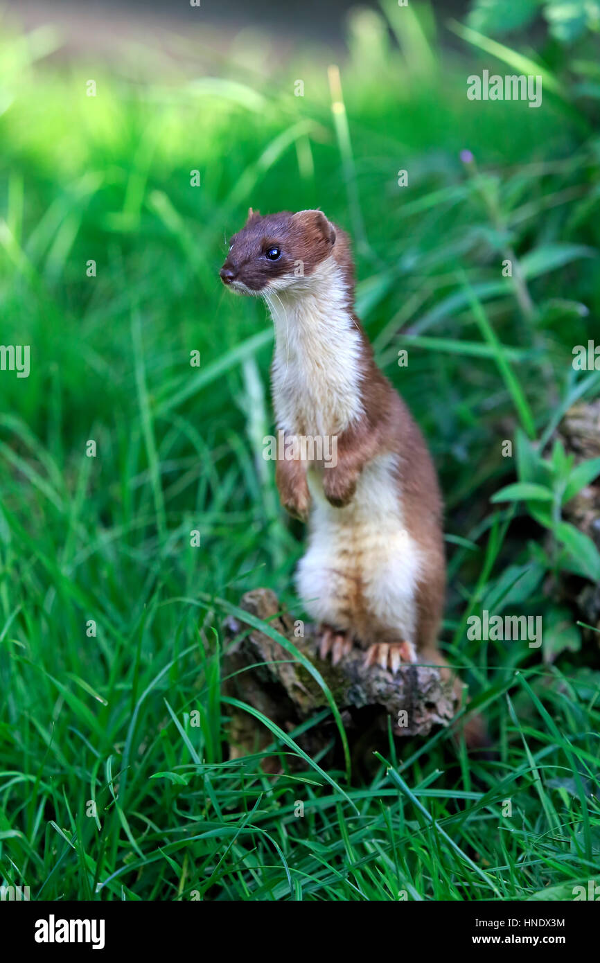 Stoat, short-tailed weasel, (Mustela erminea), adult alert standing upright, Surrey, England, Europe Stock Photo