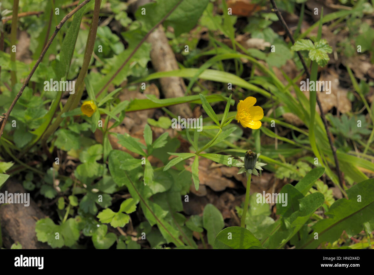 Goldilocks Buttercup, Ranunculus auricomus Stock Photo