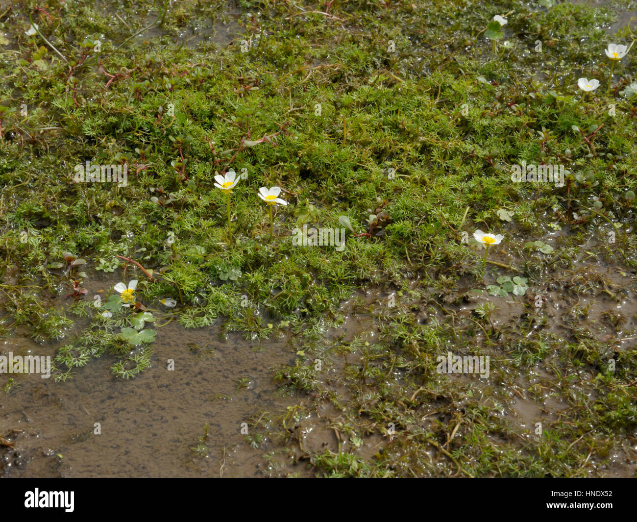 Pond Water-crowfoot, Ranunculus peltatus Stock Photo