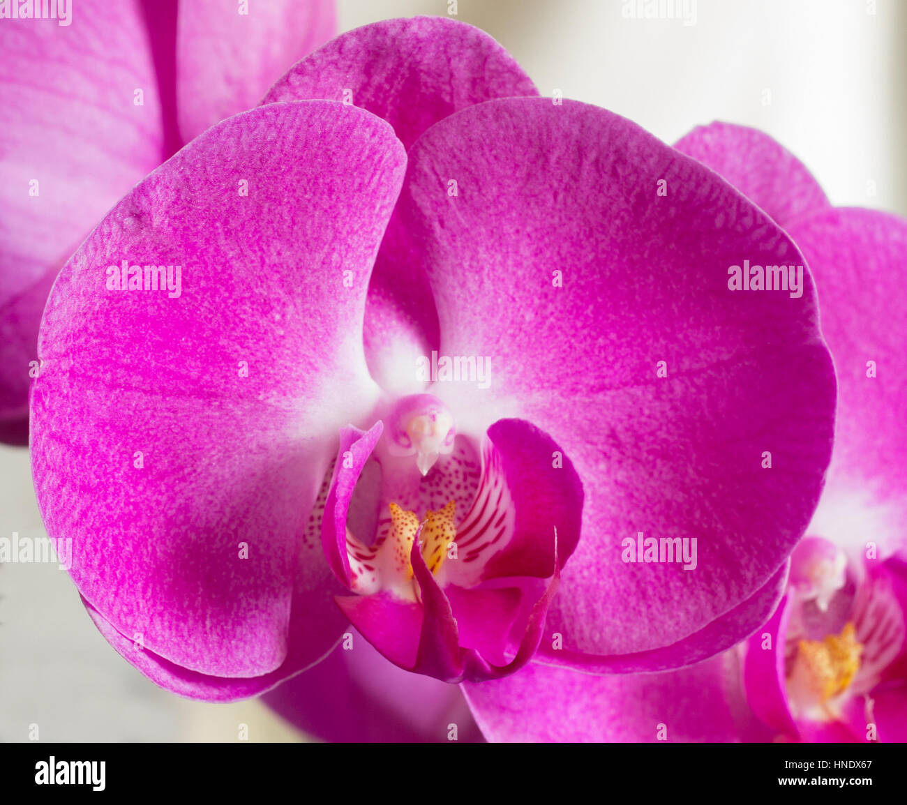 pink orchid flower petals closeup Stock Photo