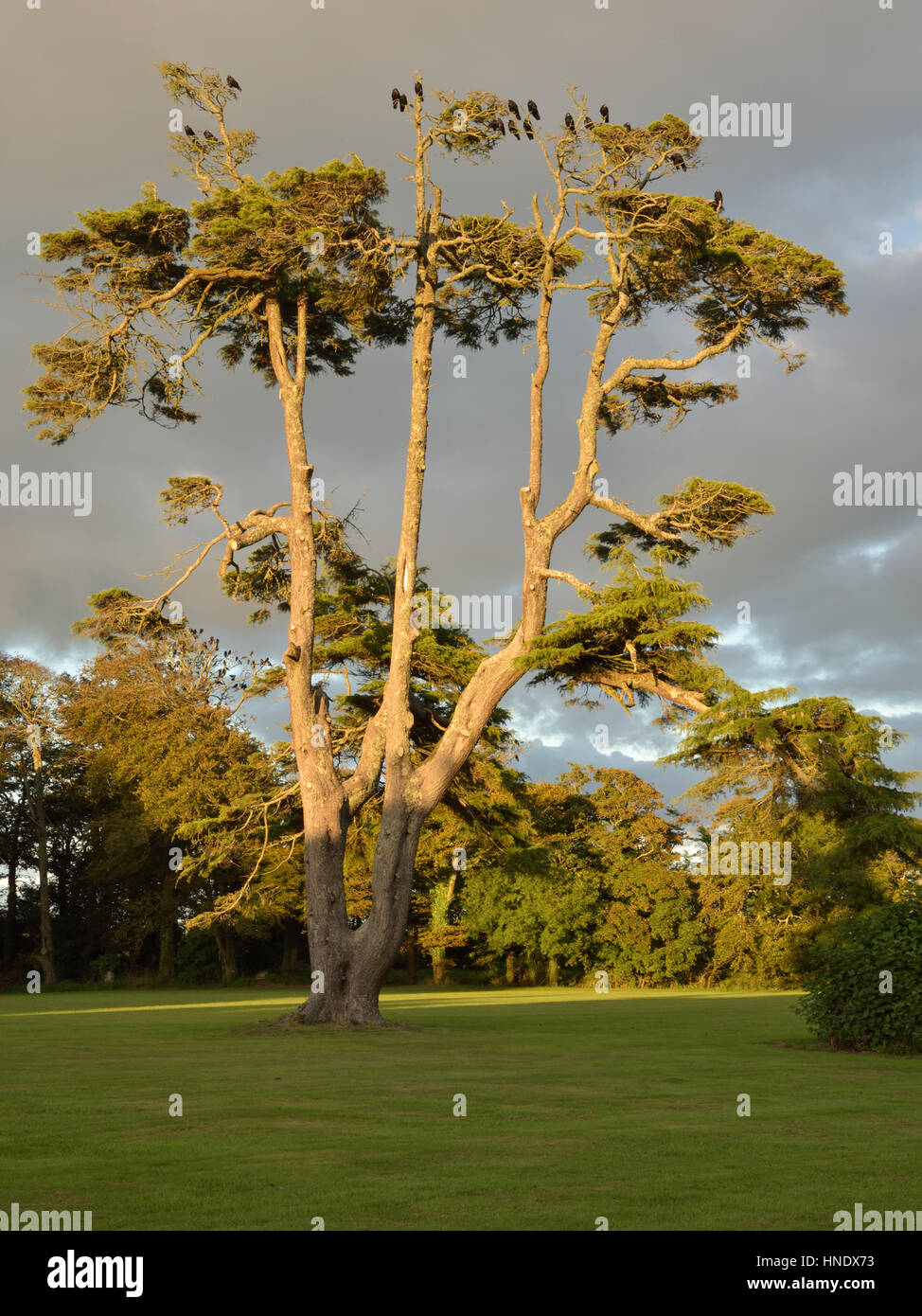 Rooks on a pine tree in evening sunlight Stock Photo