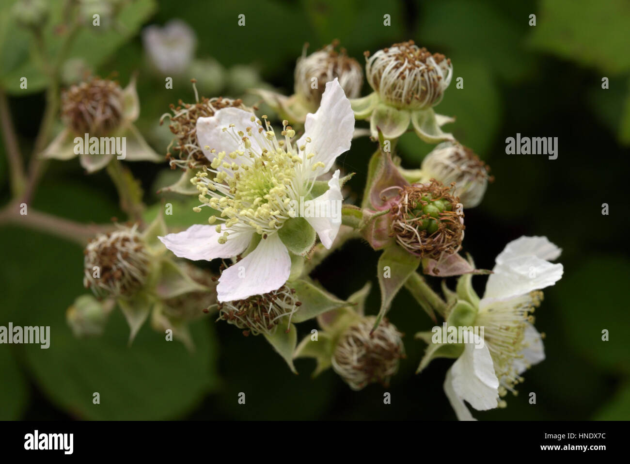 Rubus biloensis Stock Photo
