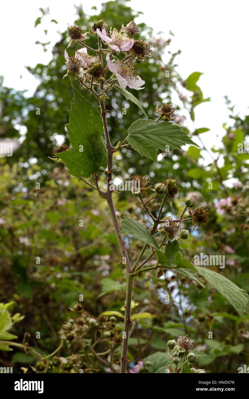 Rubus iscanus Stock Photo