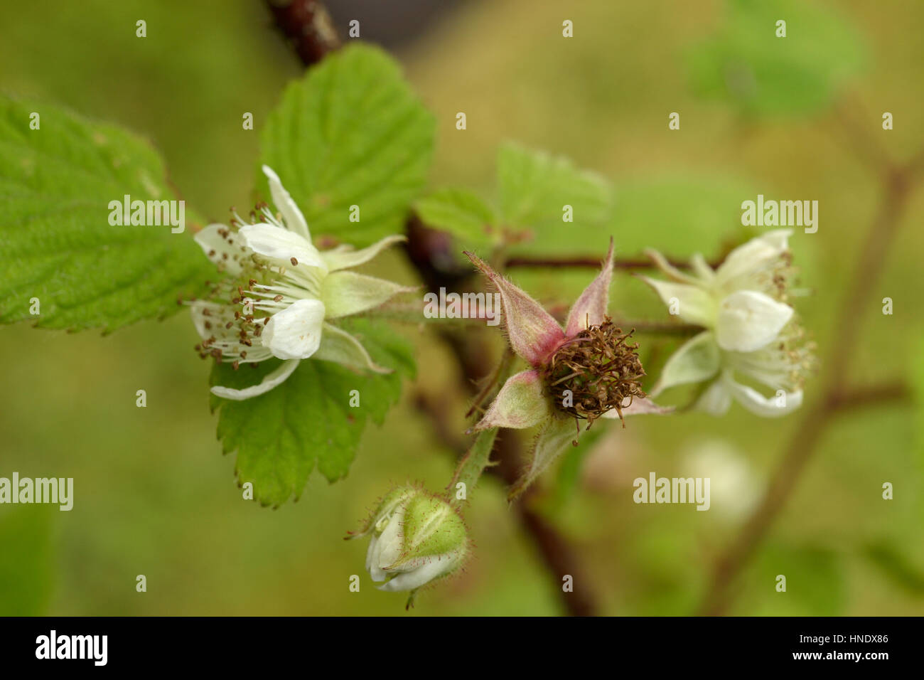 Rubus pedemontanus Stock Photo