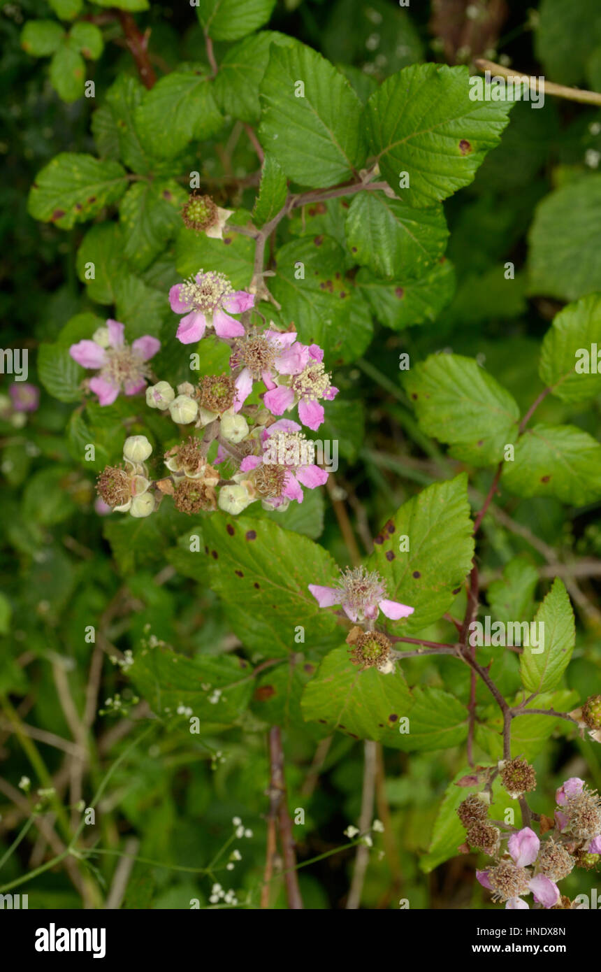 Rubus ulmifolius, Elmleaf Blackberry Stock Photo