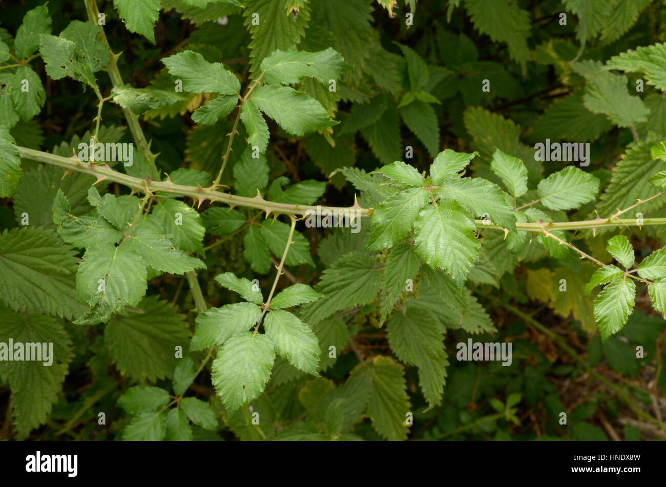Rubus ulmifolius, Elmleaf Blackberry Stock Photo