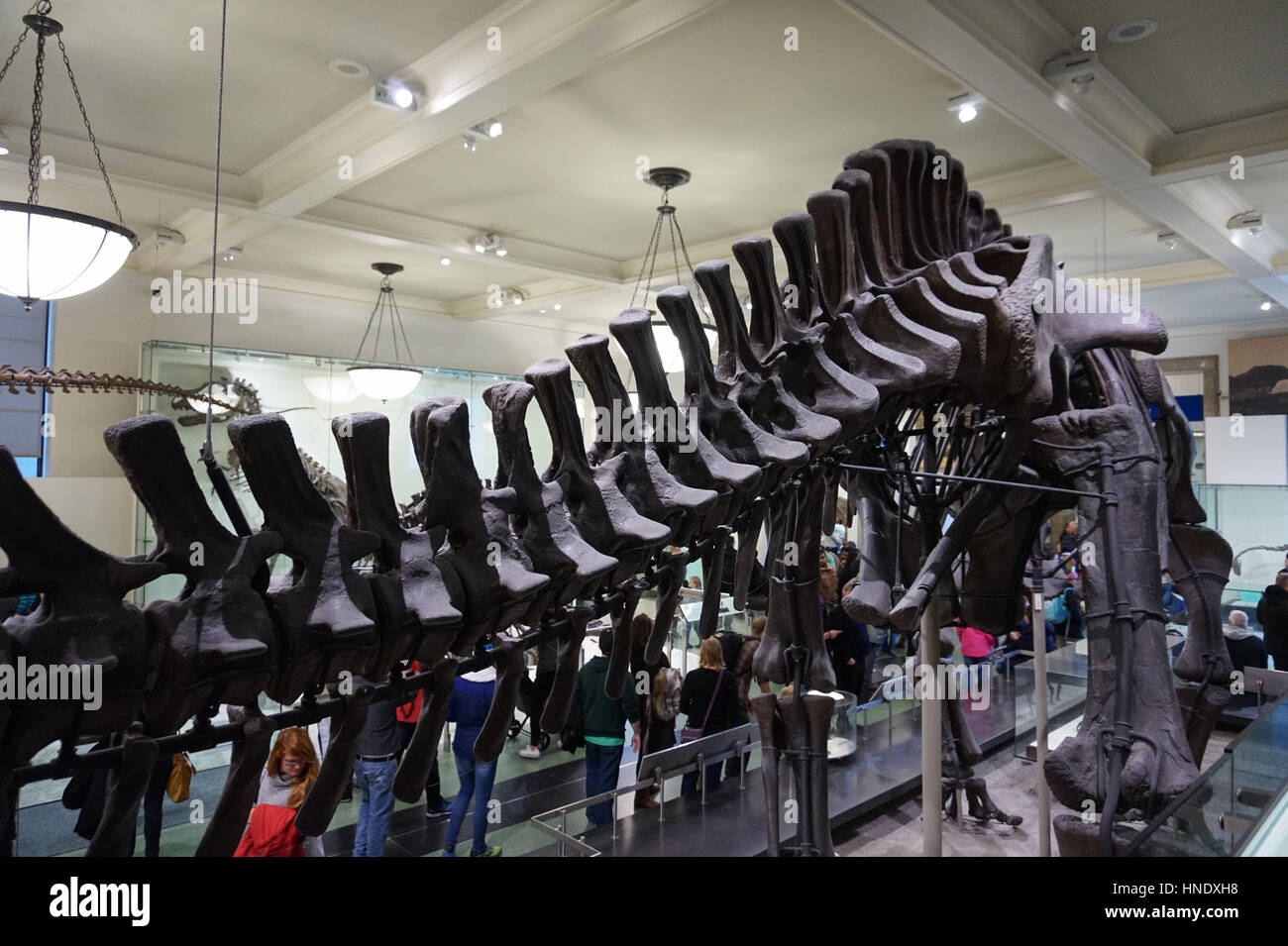 Dinosaur fossils at the American Museum of Natural History, New York ...