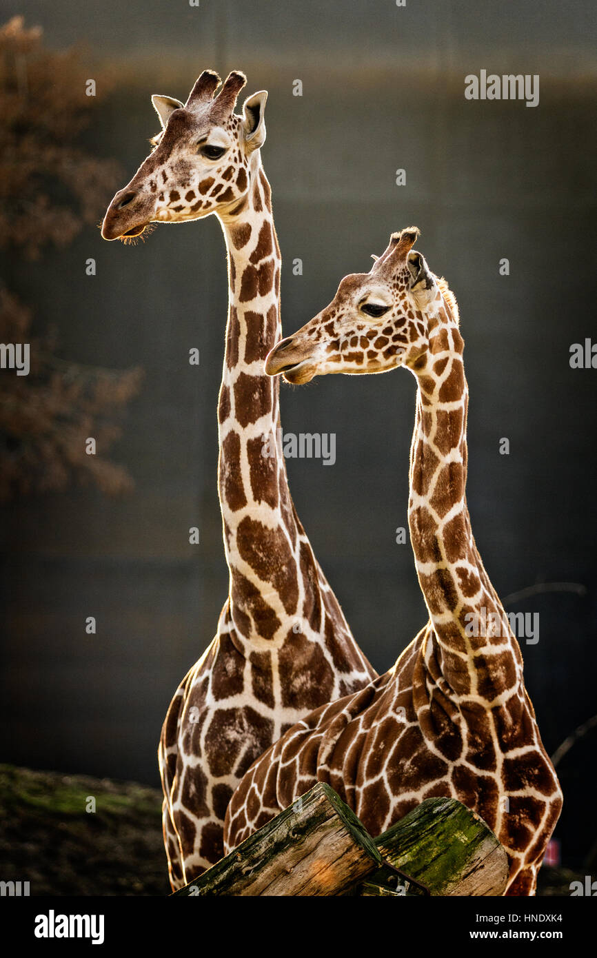 Heads and necks of two Giraffes looking in the same direction Stock Photo