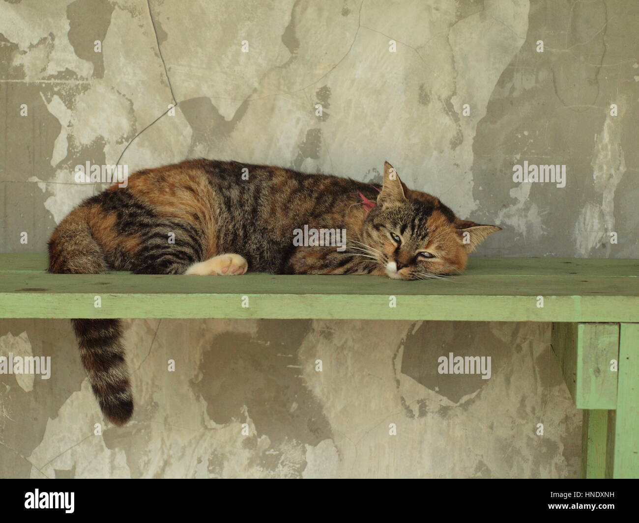 Cats at a rescue centre in Thailand. Stock Photo