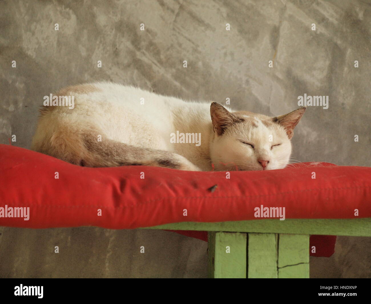 Cats at a rescue centre in Thailand. Stock Photo