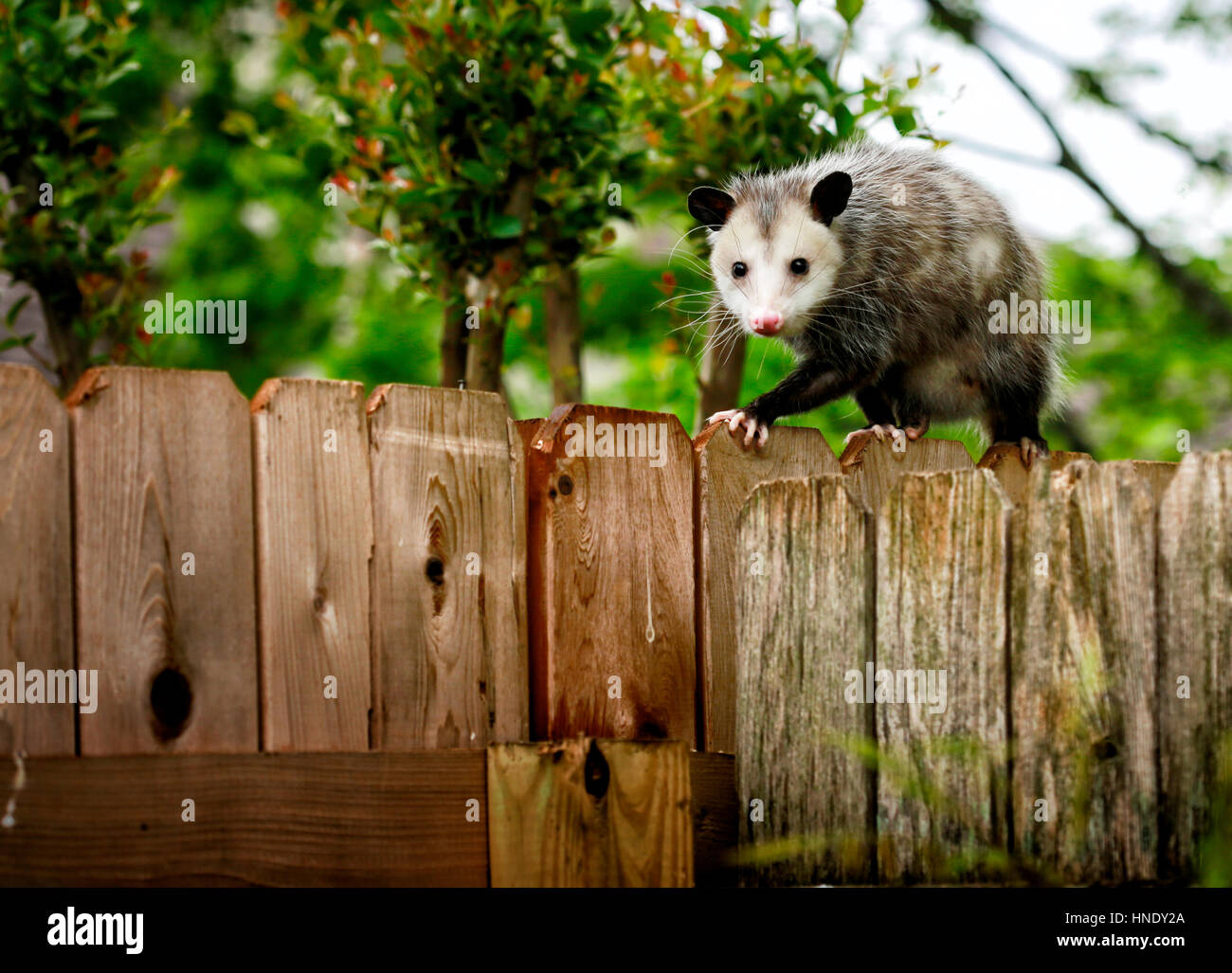 Virginia opossum animal hires stock photography and images Alamy