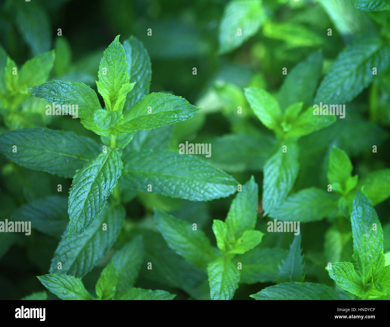 Background of organic pepper mint in garden, selective focus Stock Photo