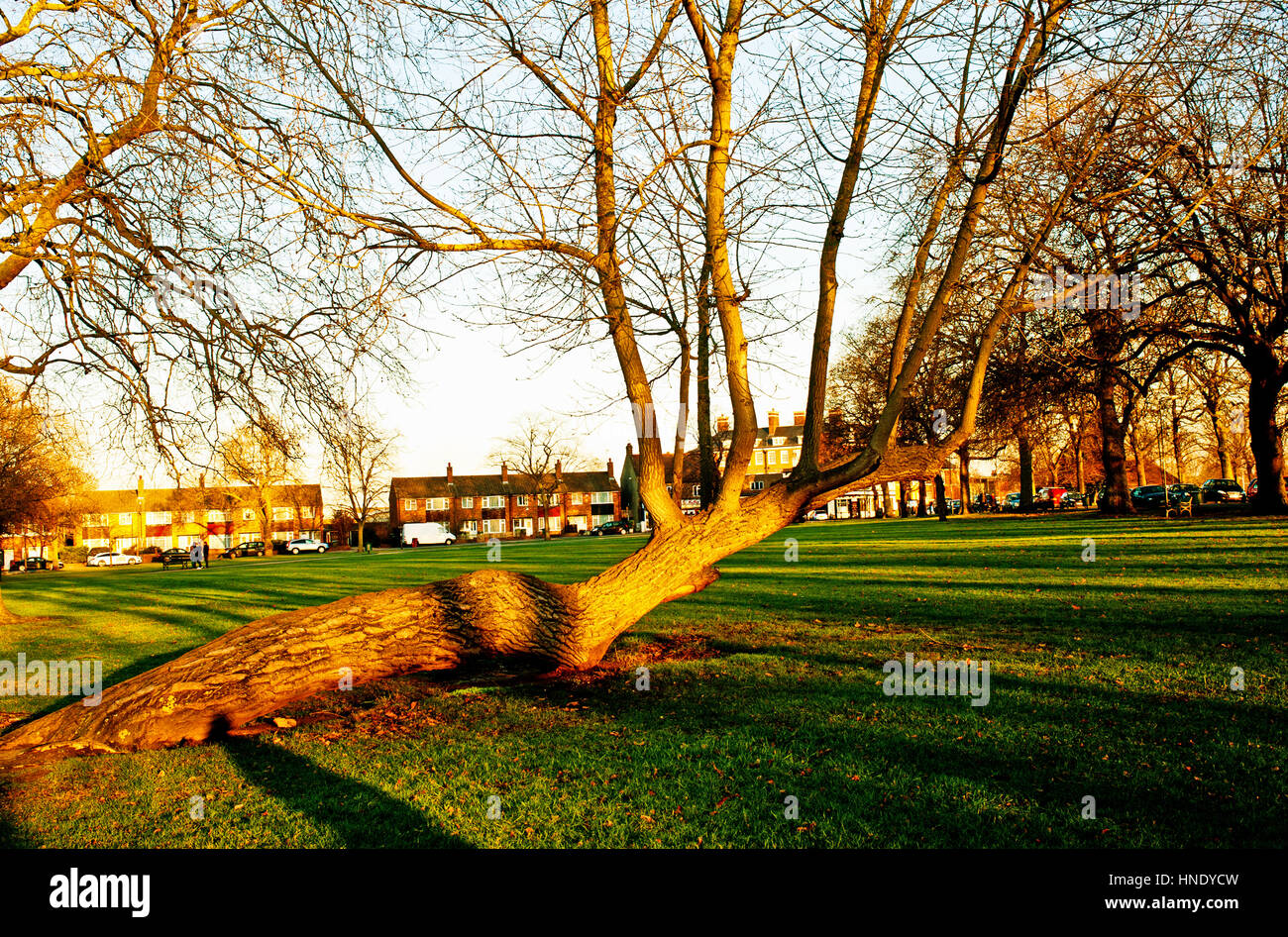 horizontal tree, Plumstead Common, Plumstead, London Stock Photo