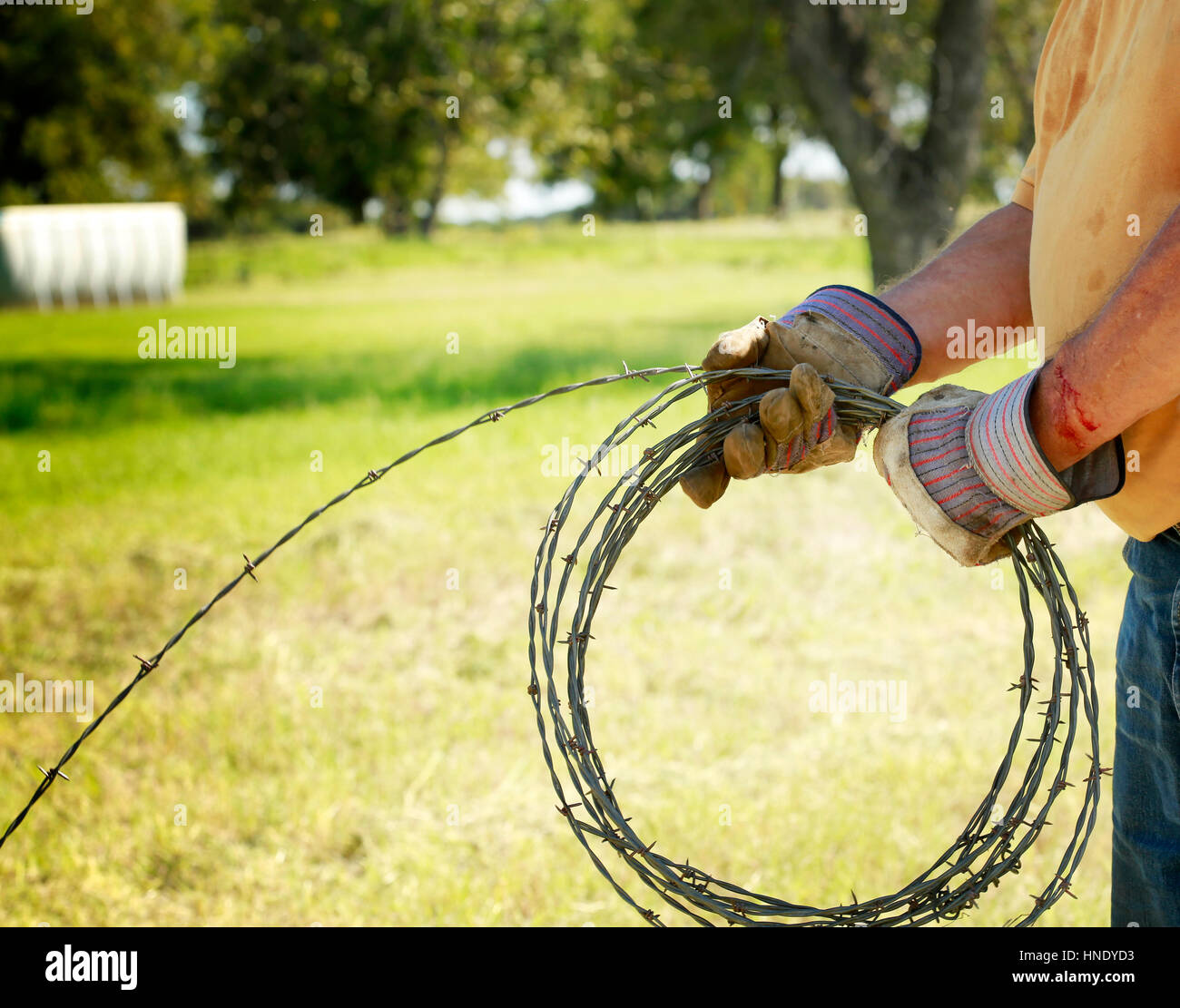 Fencing Man cutting old barb wire farm fence with hand fencing tool