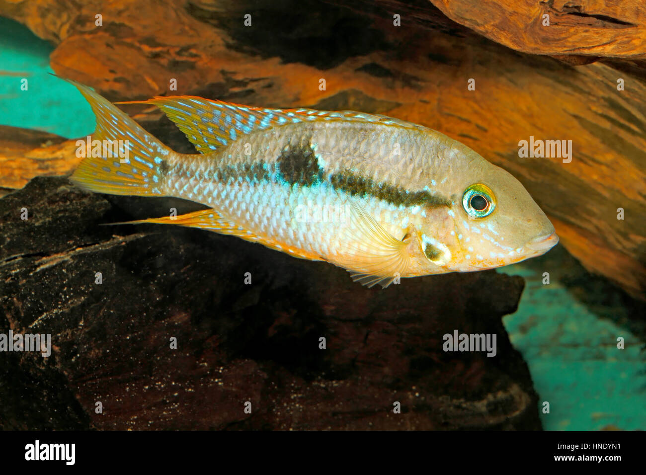 Yellow Fire Mouth (Thorichthys affinis) - female Stock Photo