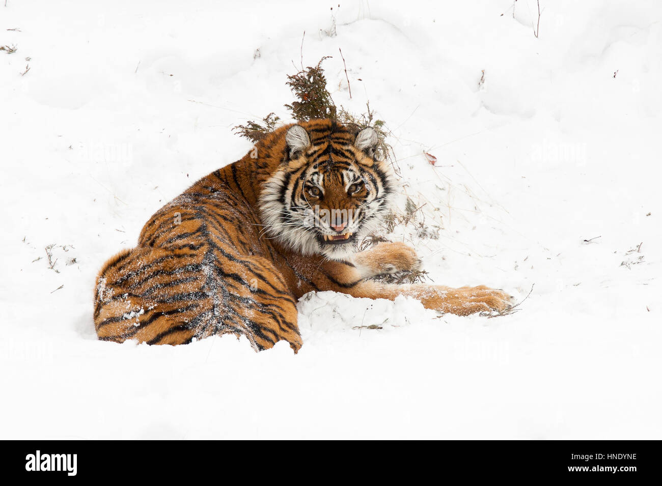 Amur (Siberian) tiger, angry, in deep snow, rear Stock Photo - Alamy, image size:1300x955
