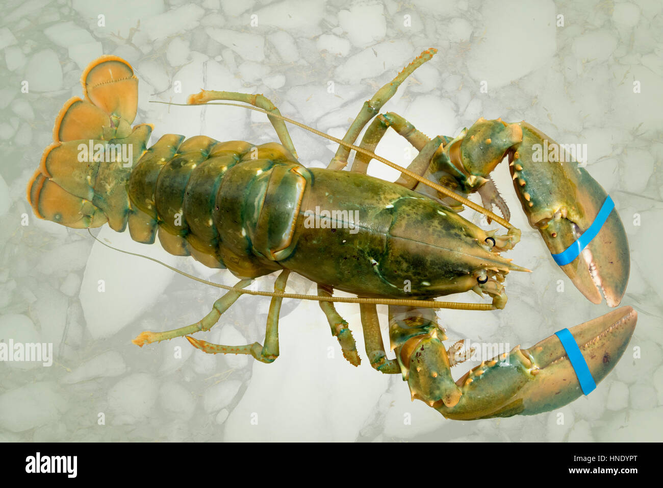 Rare green lobster on ice, landed at Trout River, Newfoundland Stock