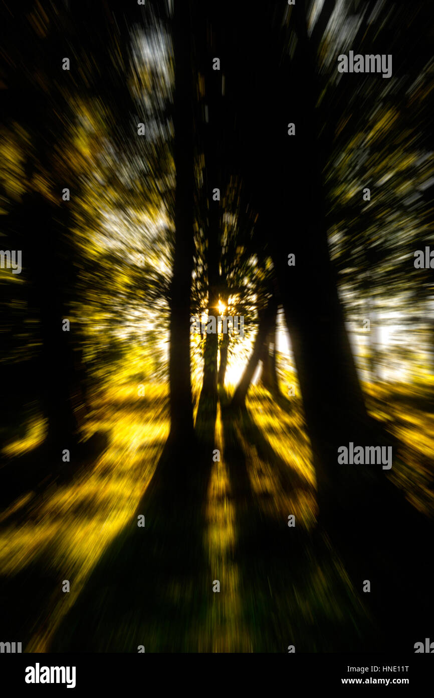 Forest backlit by the setting sun. Silhouette of the trees - lens zooming blur. Stock Photo