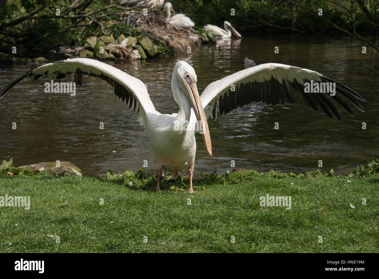Flapping pelican in a zoo in England Stock Photo