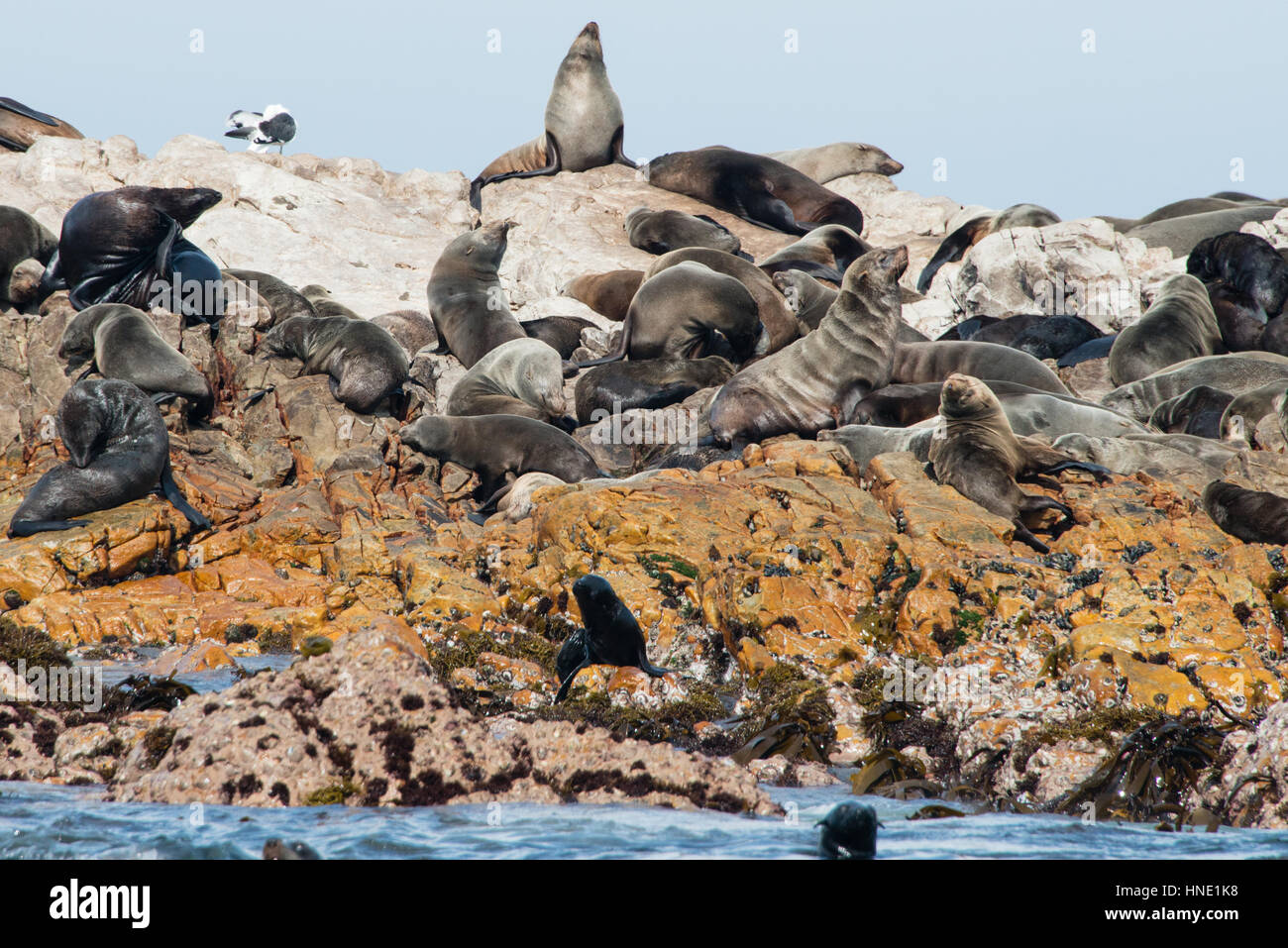 Cape fur seals on Geyser Rock, Gansbaai, South Africa Stock Photo Alamy