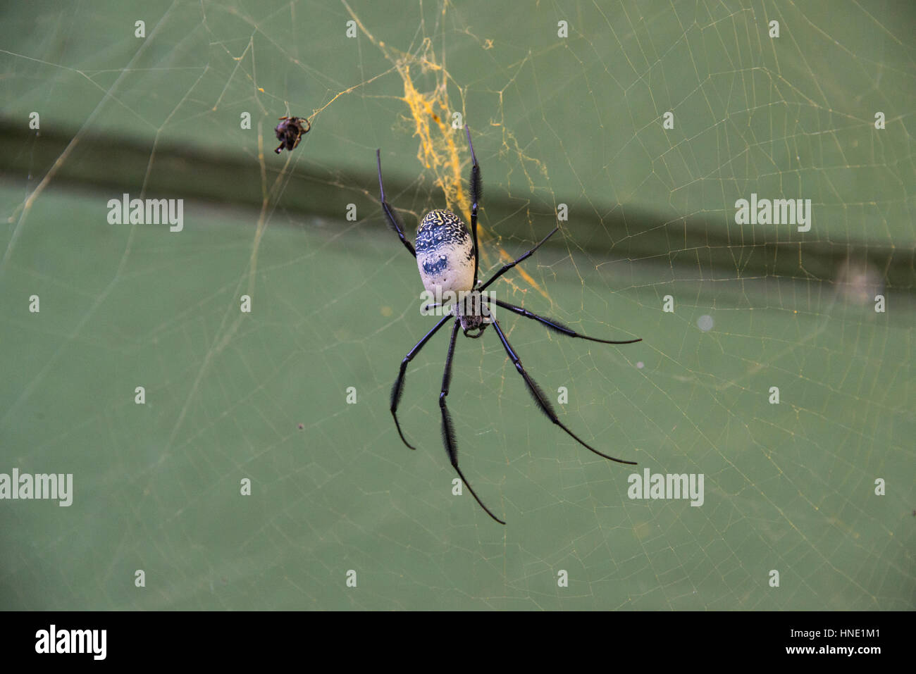 A golden orb spider in its web in a garden in Gansbaai, South Africa Stock Photo Alamy A golden orb spider in its web in a garden in Gansbaai, South Africa Stock Photo Alamy