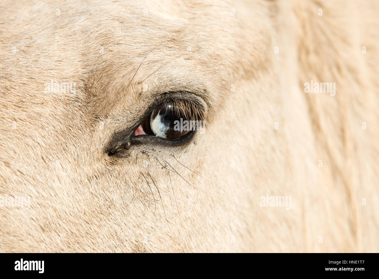 Close up of a horse with wall eye Stock Photo