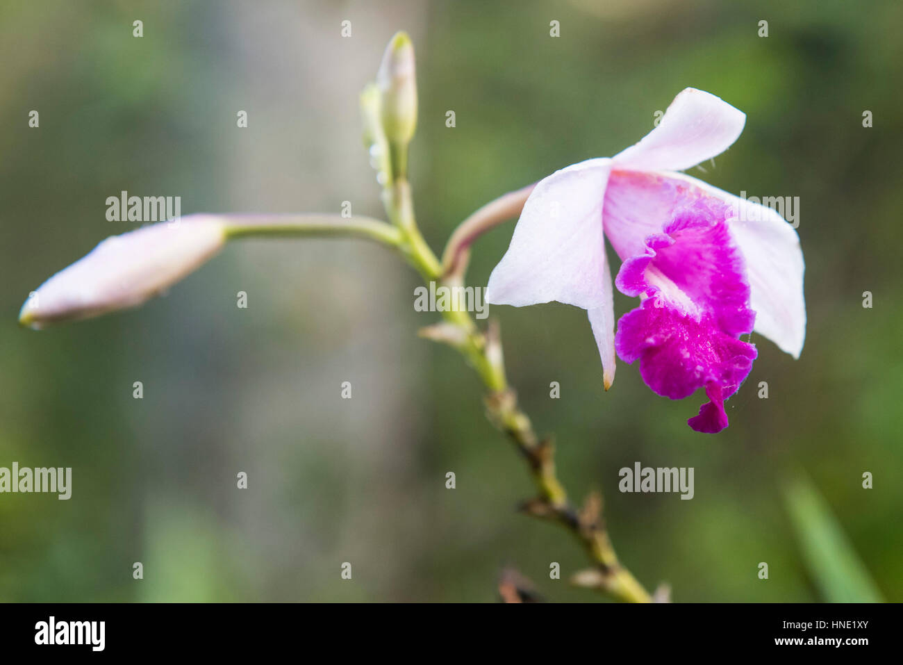 Bamboo orchid, Arundina graminifolia, Sinharaja Forest, Sri Lanka Stock Photo