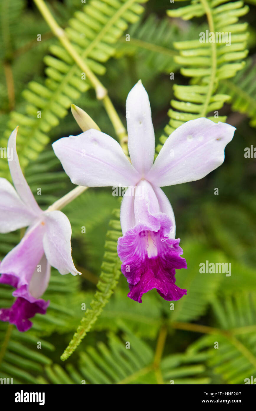 Bamboo orchid, Arundina graminifolia, Sinharaja Forest, Sri Lanka Stock Photo