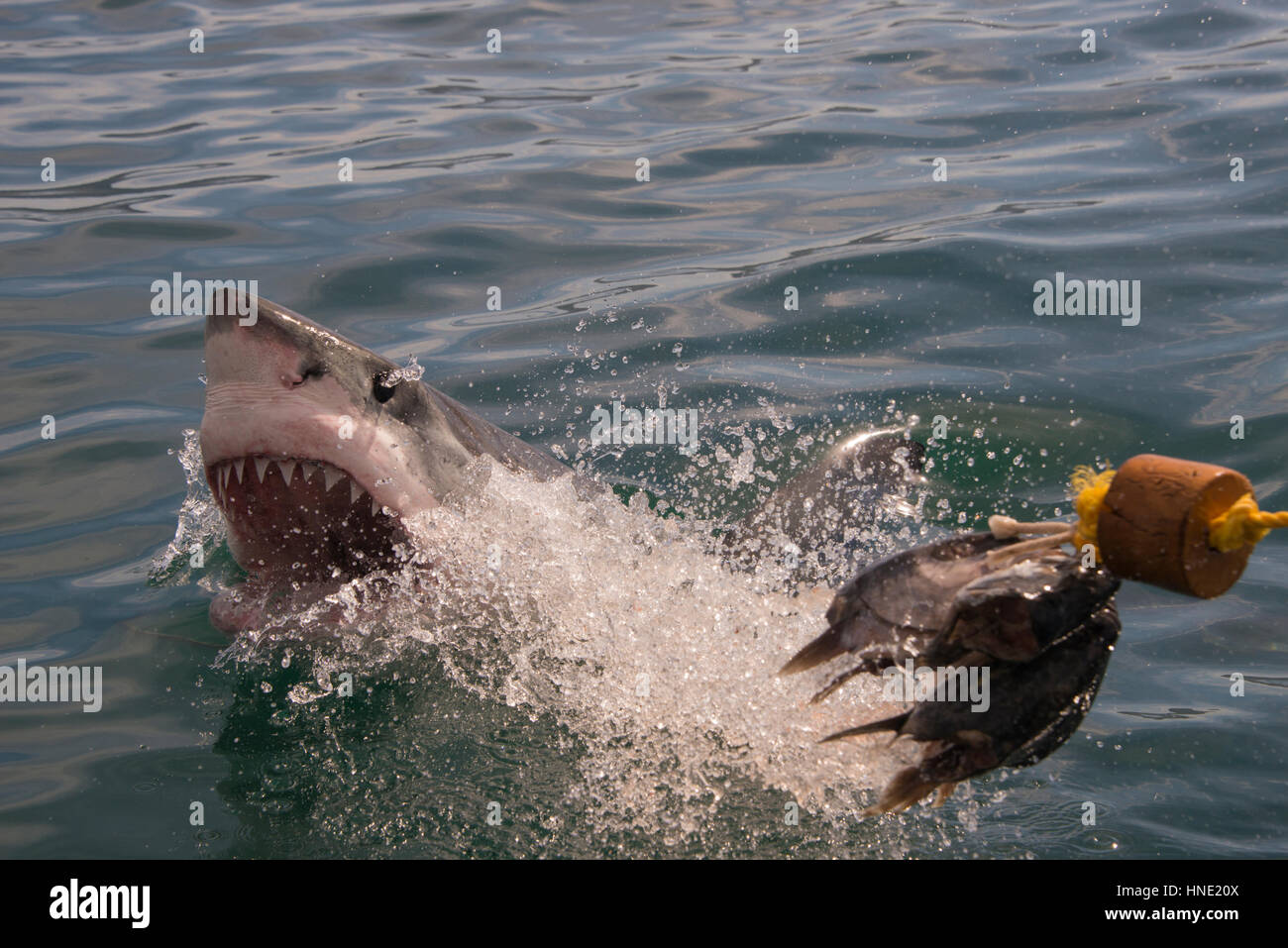 A great white shark goes for the bait and misses at a cage diving boat in South Africa Stock Photo