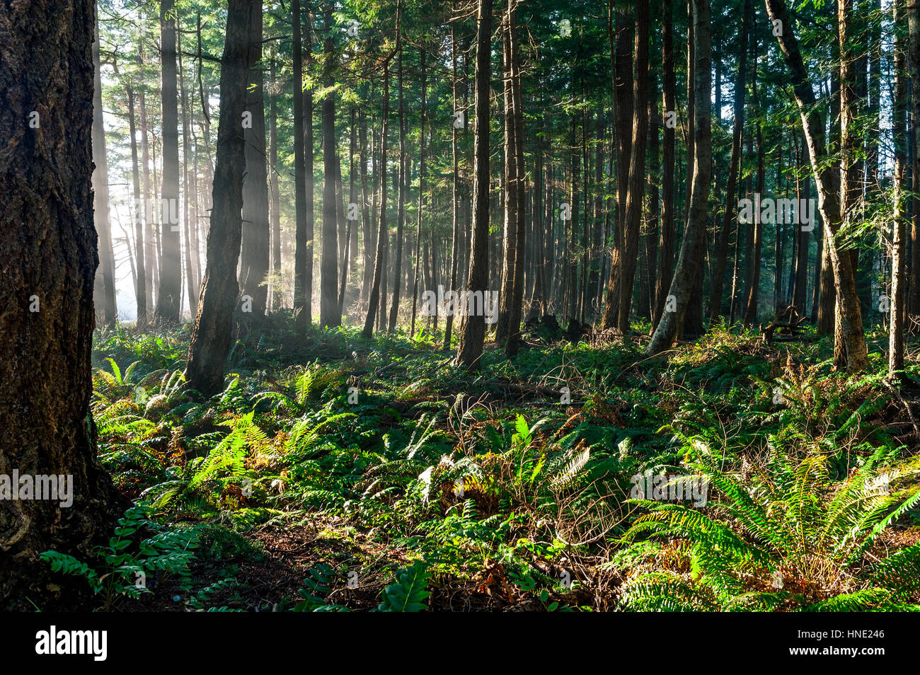 Sun bean light rays shine through evergreen boreal forest Stock Photo